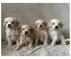 Maltipoo puppies