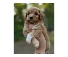 Maltipoo puppies - 2