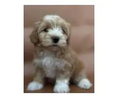 Maltipoo puppies - 3