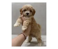 Maltipoo puppies - 4