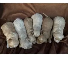 Maltipoo puppies