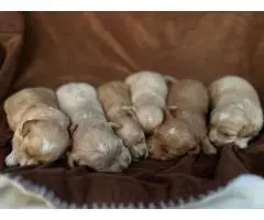 Maltipoo puppies - 2