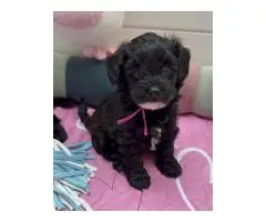 Maltipoo puppies