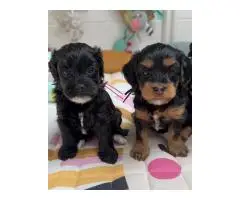 Maltipoo puppies - 2