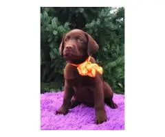 High-breed Labrador Retriever puppies, Kennel