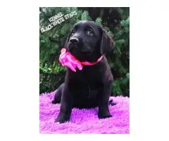 High-breed Labrador Retriever puppies, Kennel - 2