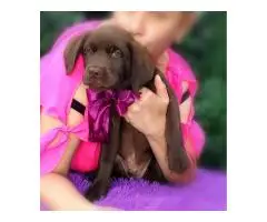 High-breed Labrador Retriever puppies, Kennel - 4