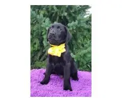 High-breed Labrador Retriever puppies, Kennel - 6