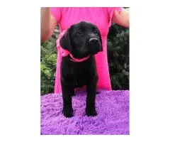 High-breed Labrador Retriever puppies, Kennel - 8