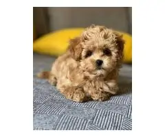 Maltipoo - 1