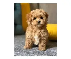 Maltipoo - 2