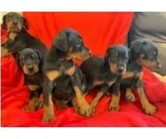 Kc Reg Doberman щенки на продажу