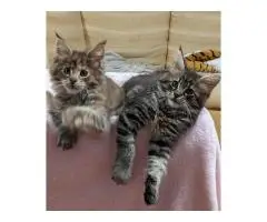 Кошенята породи мейн-кун