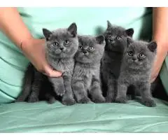Ірис і британська короткошерста