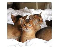Балійські кошенята з родоводом