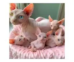 Котята сфинкса