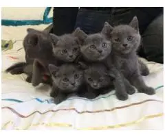 Лондонська британська короткошерста